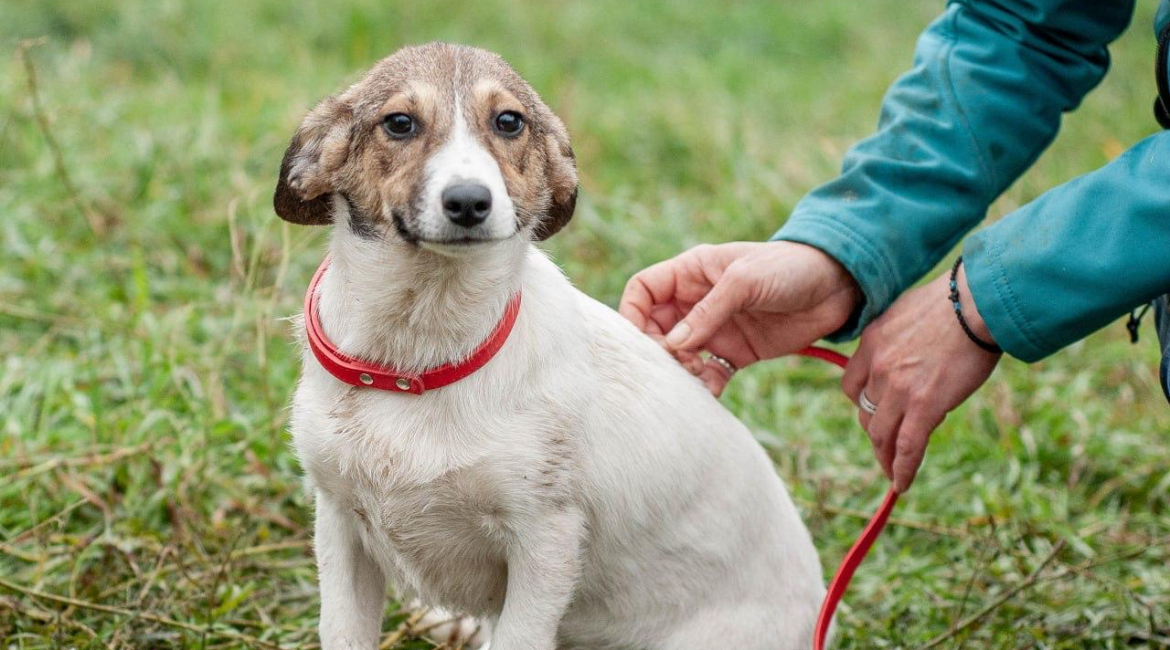Chiens à adopter